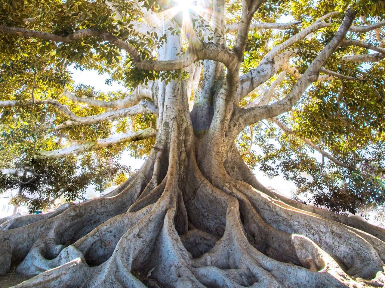 sun light passing through green leafed tree